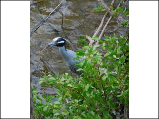 #16 Yellow-crowned heron
