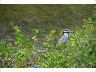 #17 Yellow-crowned heron