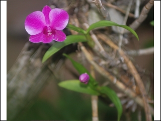 #12 wild orchid