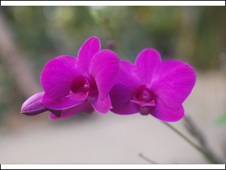 #11 wild orchid