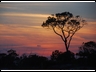 #14 tree on dune at sunset