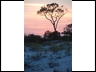 #13 tree on dune at sunset