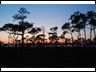 #17 pines at sunset