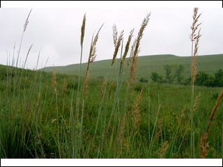 #3: Indian grass