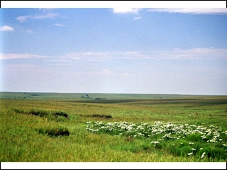 #6: Prairie meadow