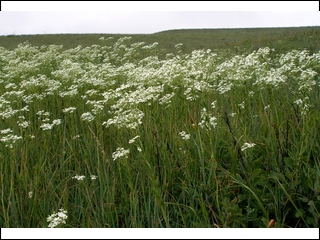 #7: White bloom, Konza Prairie