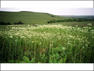 #1: Wildflower bloom