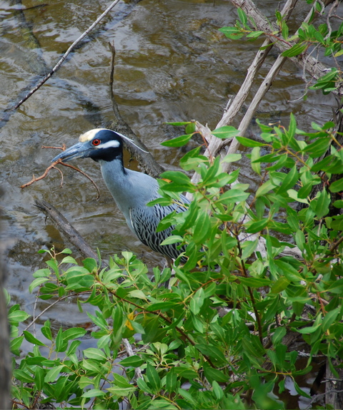 #16 Yellow-crowned heron