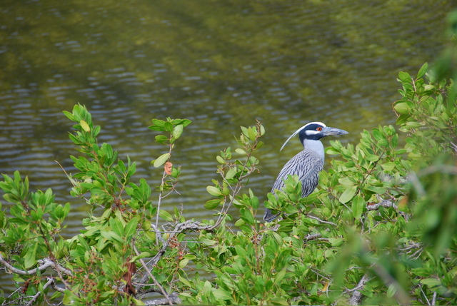 #17 Yellow-crowned heron