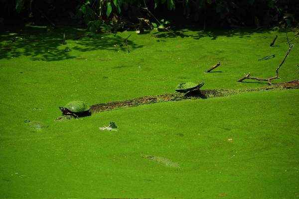 #10 Turtles in the C&amp;O Canal