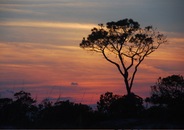 #14 tree on dune at sunset
