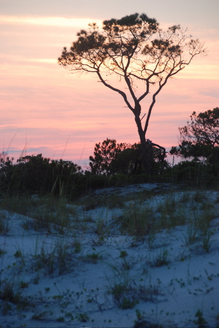 #13 tree on dune at sunset