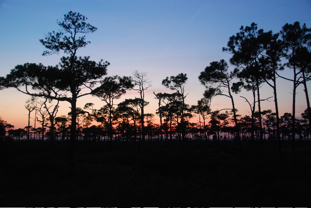 #17 pines at sunset