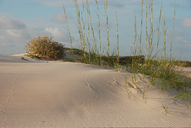 #3 dune