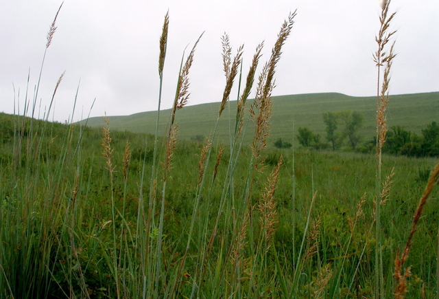 #3: Indian grass