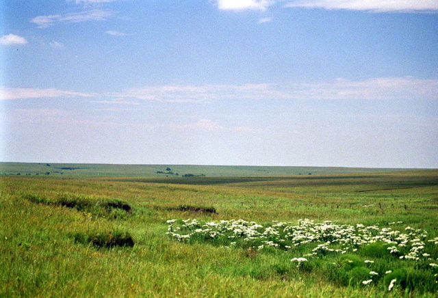 #6: Prairie meadow